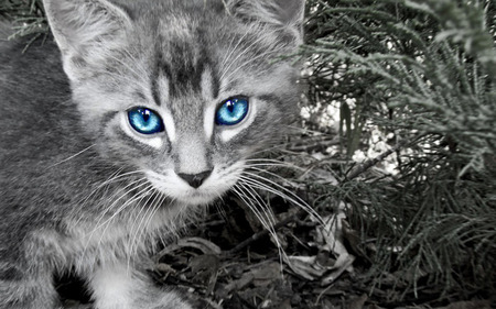 Blue eyes - animals, cats