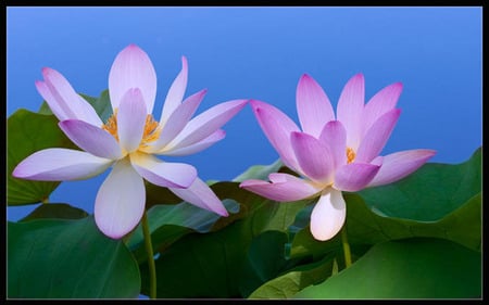 Lotus - lotus, flowers