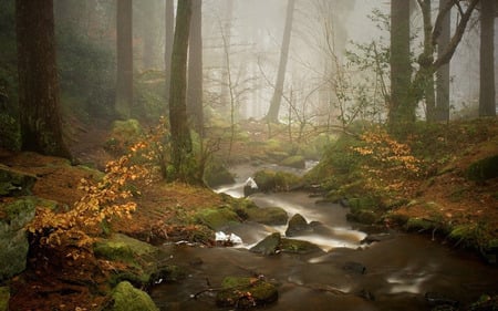 Forest creek - forests, nature