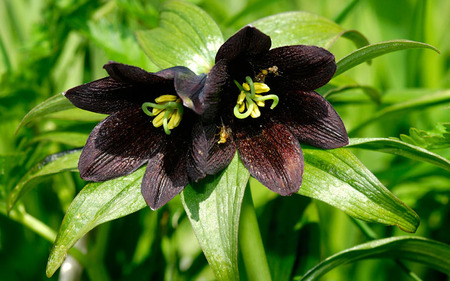 Black lily - flowers, lilies