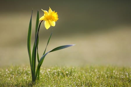 Daffodil - blooming, dew drops, daffodil, spring, nature, yellow flower, picture, alone, yellow, beautiful, daff, grass, flower