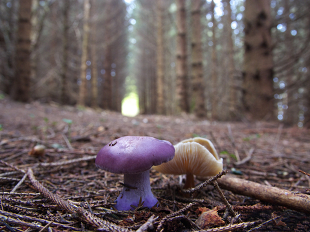 Amethyst deceiver - forest floor, mushrooms, purple mushroom, fungi