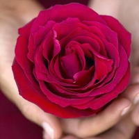 Red rose in hand