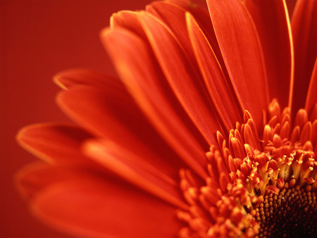 flowers - flowers, textures, red