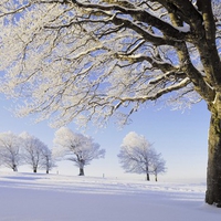 Snow in the Trees