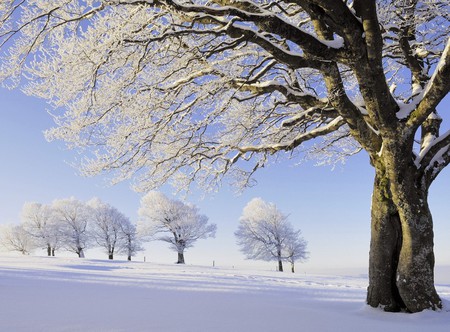 Snow in the Trees - white, winter, trees, snow