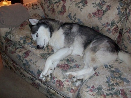 SHADOWMOON - siberian husky, dog, animals, wolves