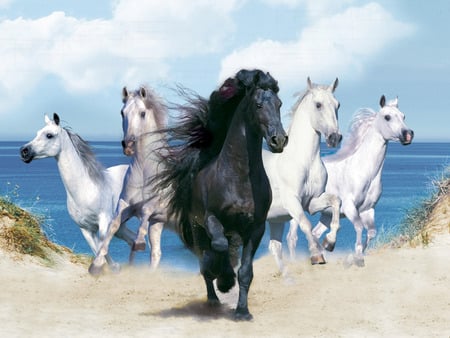 Beautiful horses - ocean, and, animals, black, compliance, with, horses, white, awesome