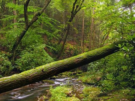 Fallen Tree - sky, trees, photography, stream, grasslands, fallen tree, lakes, green, rivers, landscape, forests, moss, brook, nature, forest, fallen, sea