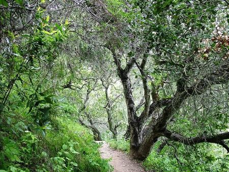 Forest #17 - nice, trees, photography, grasslands, plants, nature, forest, beautiful, green