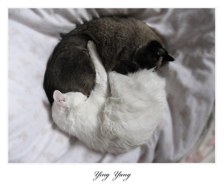 Ying Yang - white, black, fanny, cats