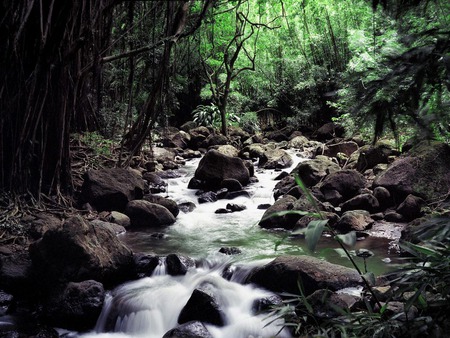 Forest #19 - trees, rivers, beautiful, photography, forest, grasslands, nature, green, plants, nice, rocks