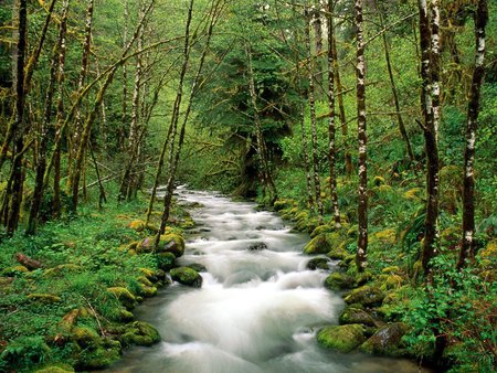 Forest #27 - nice, trees, photography, grasslands, wonderful, plants, rocks, nature, forest, beautiful, green, rivers