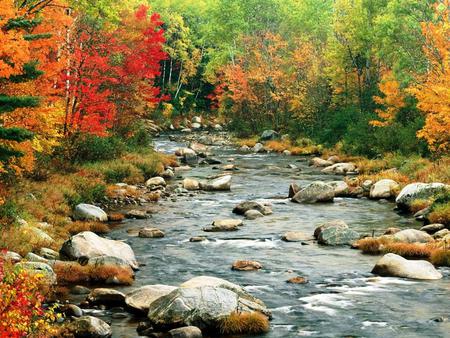 Fall Colors #8 - autumn, trees, forests, photography, water, spring, rocks, gold, nature, fog, leaves, rivers