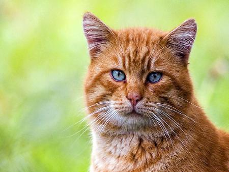 Blue eye cat - feline, pets, cat, animals