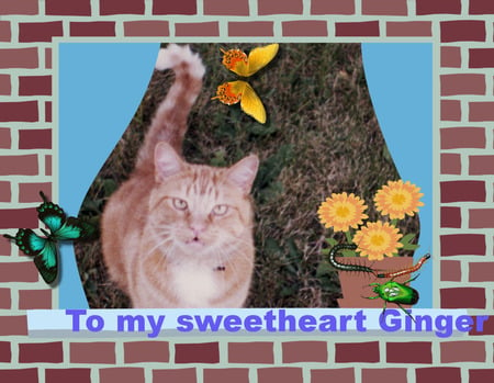 Helen's Ginger - adorable cat, cute tabby, ginger cat, orange cat