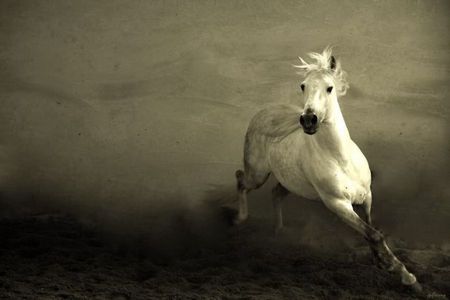 White beauty - horse, dark, beautiful