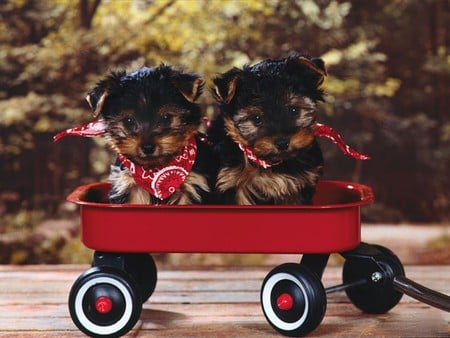 Two Black Puppies - two, black, cute, puppies