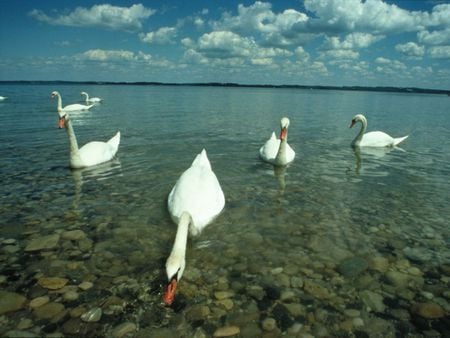 Swans - swans, water, clear, lake, swim