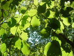 Leaves