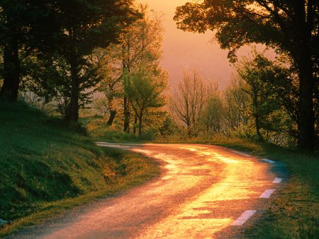 Golden Road, France - road, golden, forest, france