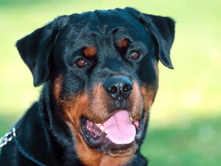 040.jpg - zues, rottweiller, loveing