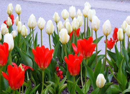 Red And White Spring - flowers, photography, red, spring, tulips, white