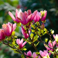 Magnolia branches