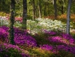 Charleston SC Azalea Flowers and Sunlight - Fairytale Forest