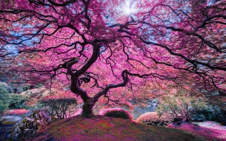 Pink Tree - branches, spring, park, blossoms, sun