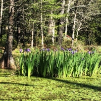 Patch of Irises In Cypress Gardens, South Carolina