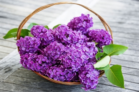 Lilacs - basket, blossoms, spring, petals, leaves