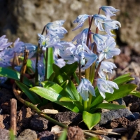 Blue Snowdrops