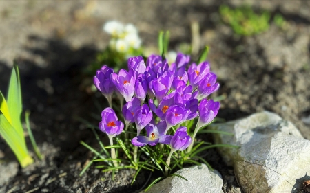 Crocuses - purple, flowers, rocks, crocuses