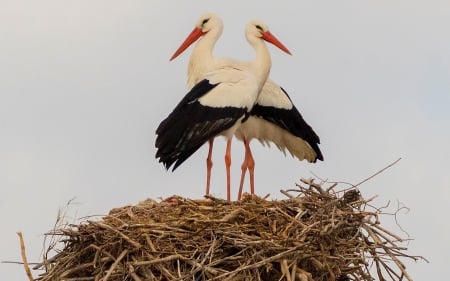 Storks in Nest - birds, nest, storks, two