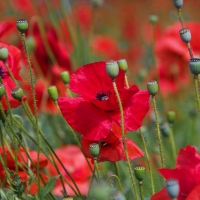 Poppies