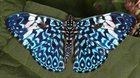 blue butterfly - natur, blue, butterfly, animals