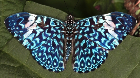 blue butterfly - butterfly, natur, blue, animals