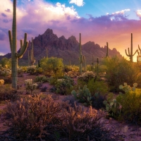 Sonoran Desert, Arizona