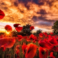 Poppy field at sunset