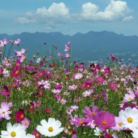 Spring flowers