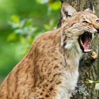 Lynx...Wild Cat
