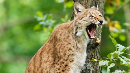 Lynx...Wild Cat - lynx, pussy cat, sylvester, wild cat