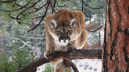 Cougar - Cats & Animals Background Wallpapers on Desktop Nexus (Image ...