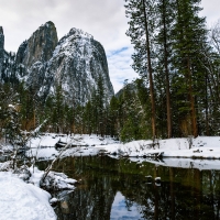 Winter Forest