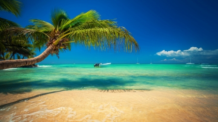 Tropical Beach - cloud, palm trees, sea, sand, sky