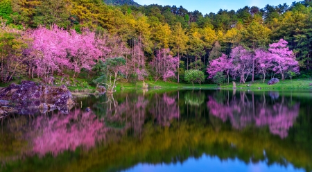 Flourish trees - reflections, blossoms, pond, spring, forest, blooming, colorful, scent, garden, lake, flowerish