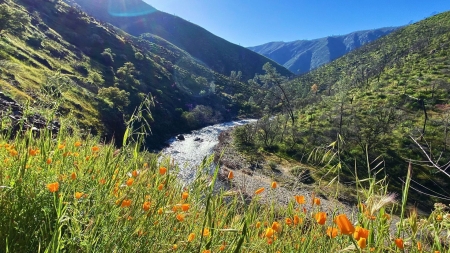 Poppies along the south fork, Merced River, Yosemite, California