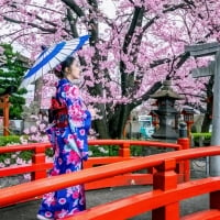 Sakura Blossoms, Japan