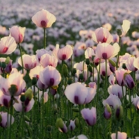 pink poppies